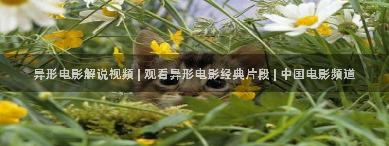 十年爱西瓜影院：异形电影解说视频 | 观看异形电影经典片段 | 中国电影频道