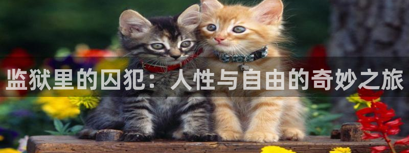 西瓜老师：监狱里的囚犯：人性与自由的奇妙之旅